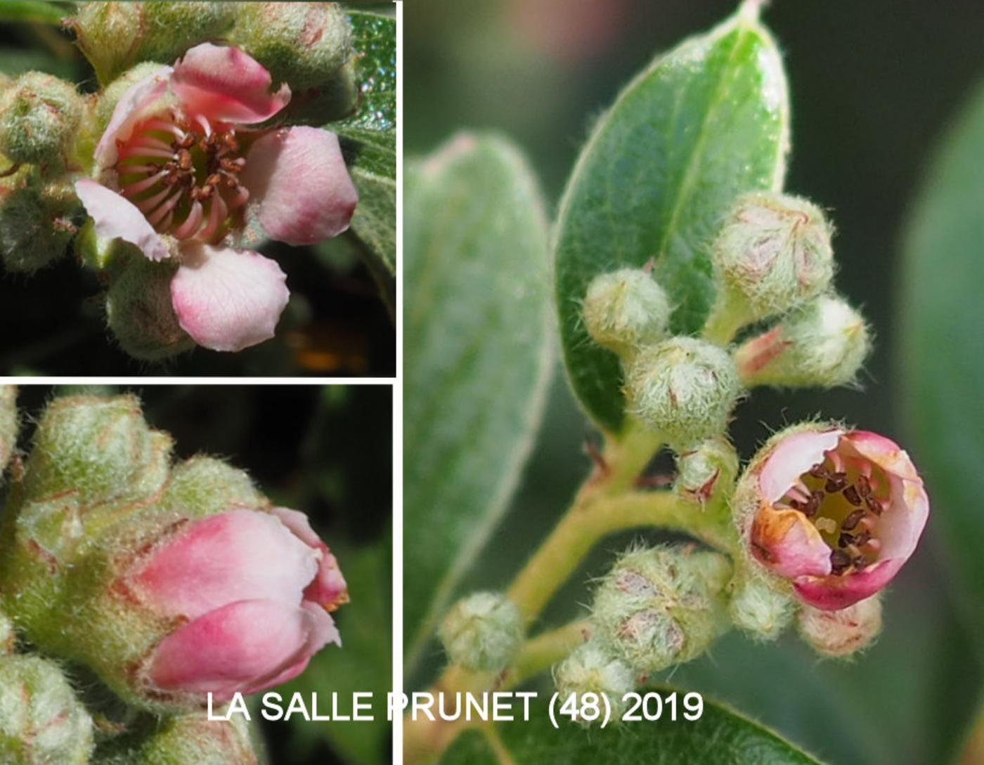 Cotoneaster, Franchet`s flower
